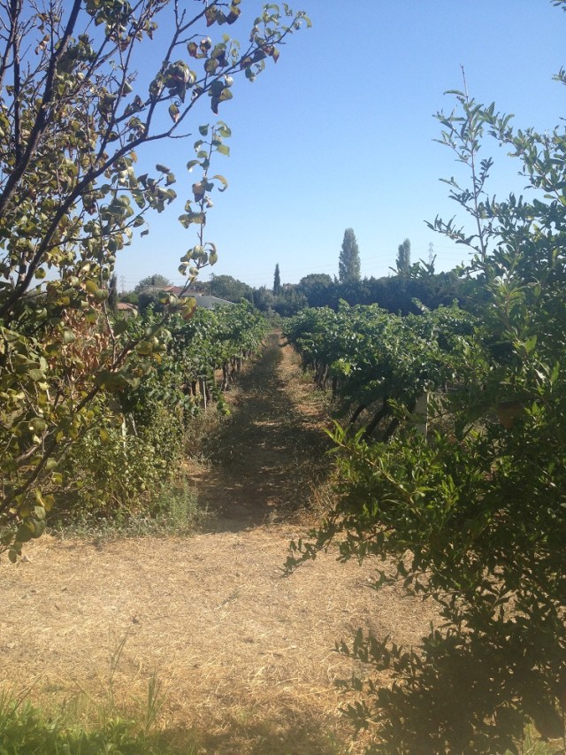 urlice-saraplari (24)