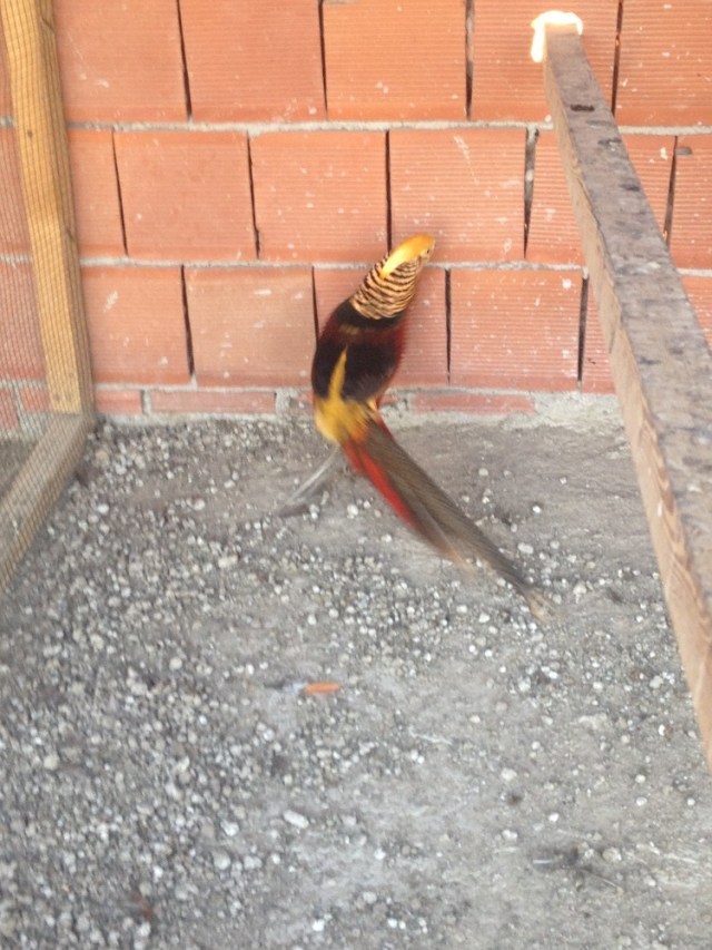 yasar-babanin-ciftligi (11)