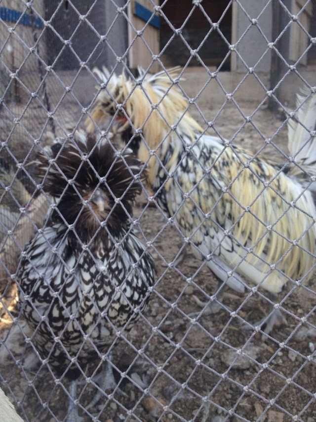 yasar-babanin-ciftligi (17)