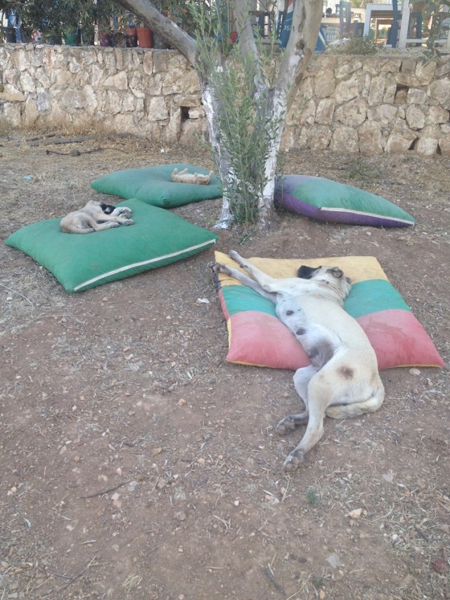 yasar-babanin-ciftligi (2)