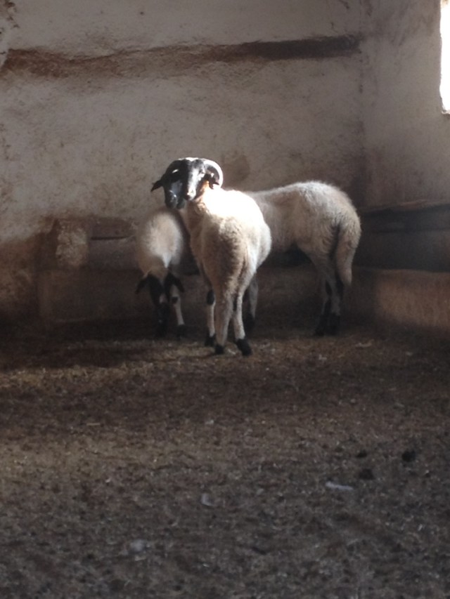 yasar-babanin-ciftligi (22)