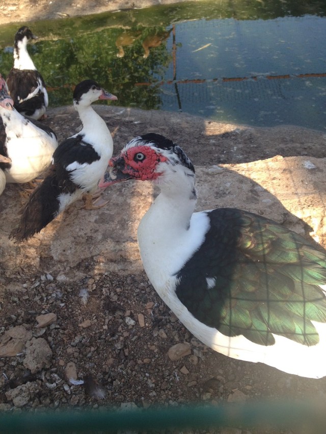 yasar-babanin-ciftligi (6)