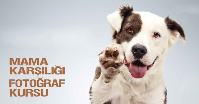 DK-Fotograf-Kursu-Gri-Background-1200x628