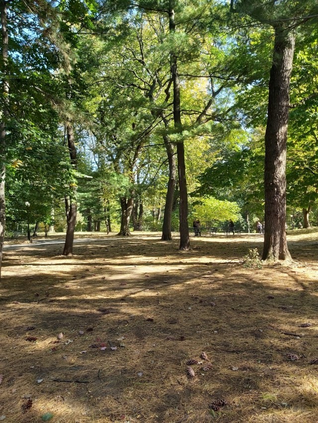 central-park-2019 (19)