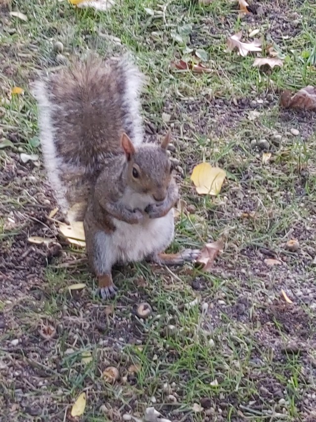 central-park-2019 (43)