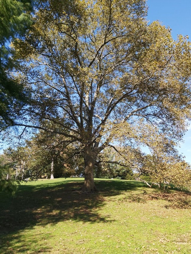 central-park-2019 (9)