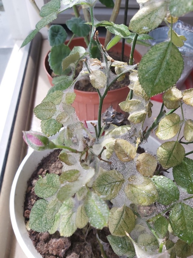 kirmizi orümcek (1)