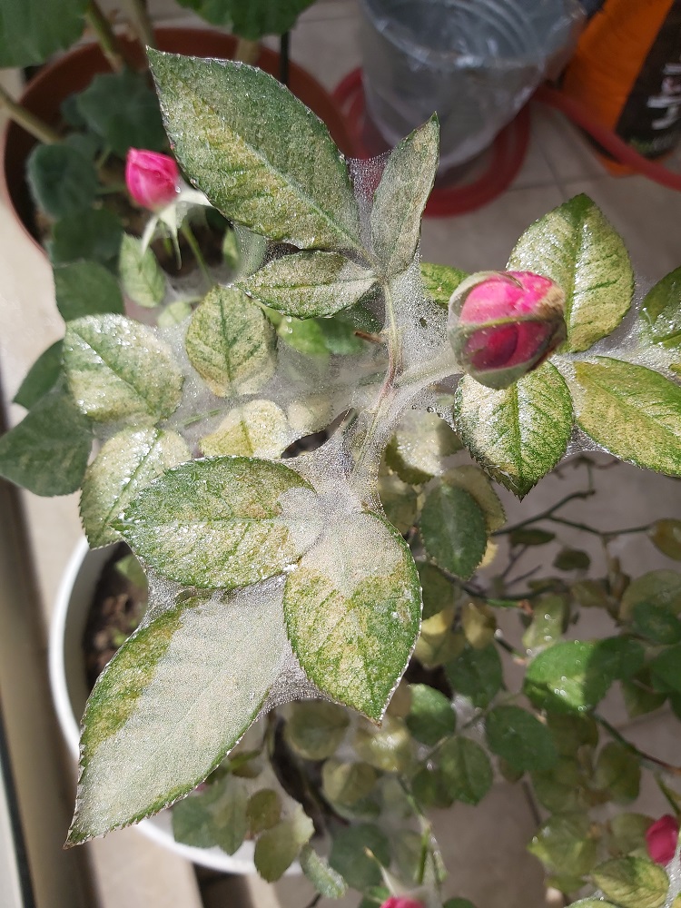 kirmizi orümcek (2)