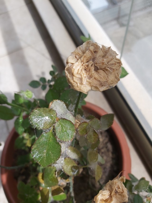 kirmizi orümcek (3)