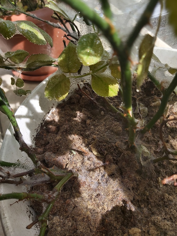 kirmizi orümcek (5)