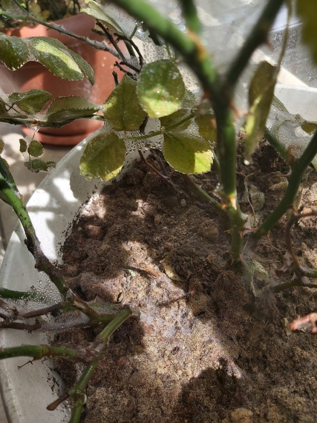 kirmizi orümcek (5)